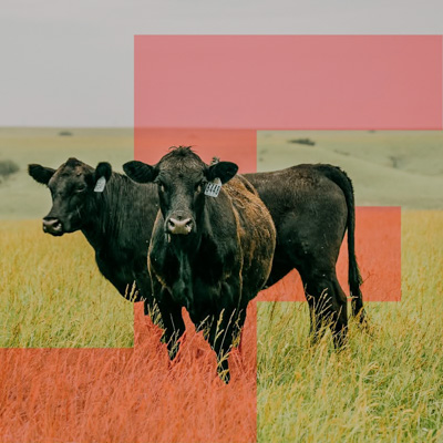 Tour of Foote Industries - Feedlot/PSI