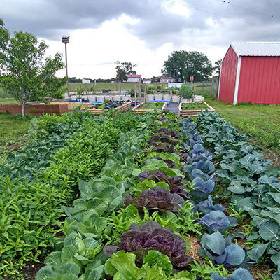 1553 Plants & Produce