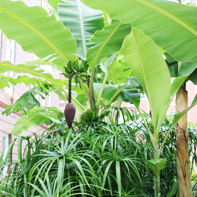 A Banana Plant in Kansas?