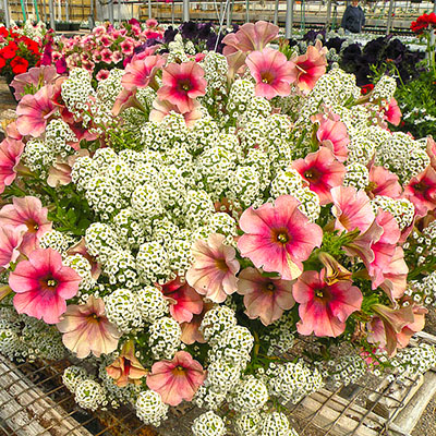 Van Becelaere Greenhouse & Feed Store