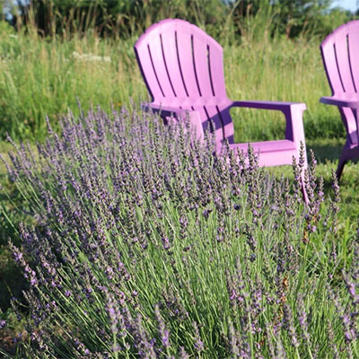 The Lavender Patch Farm