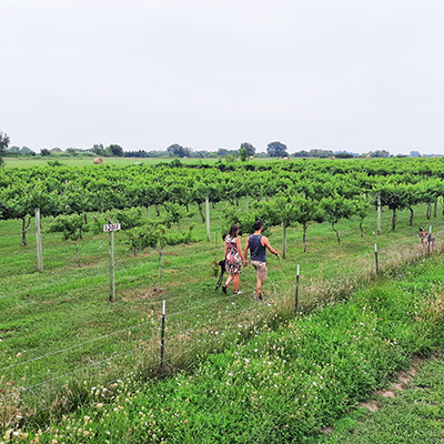 Vinedo del Alamo Vineyard